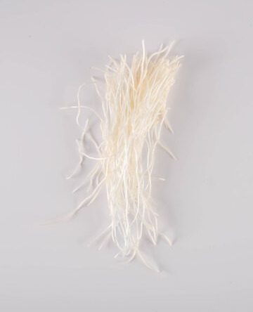 Garlic Root