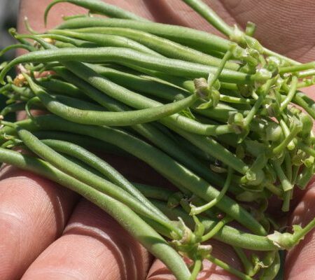 Beans & Peas