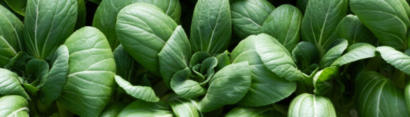 Bok Choy