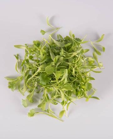 Cilantro
