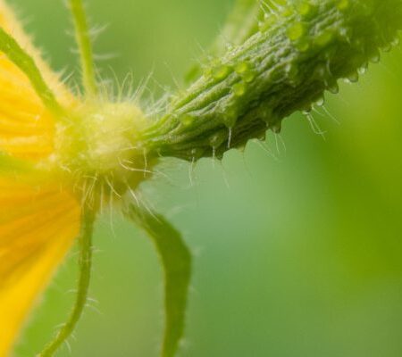 Cucumber