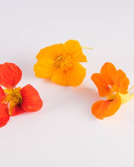 Nasturtium Flowers
