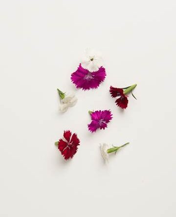 Mixed Dianthus