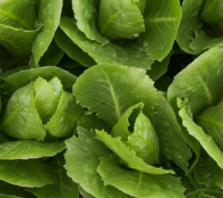 Lettuce