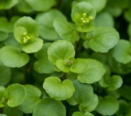 Microgreens