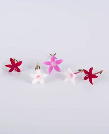 Mixed Egyptian Starflower