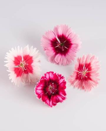 Mixed Frilled Dianthus