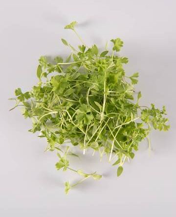 Petite Parsley