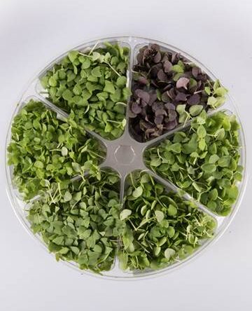 Basil Sampler™ Small Bites