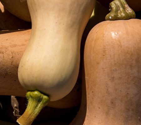 Fall Squash