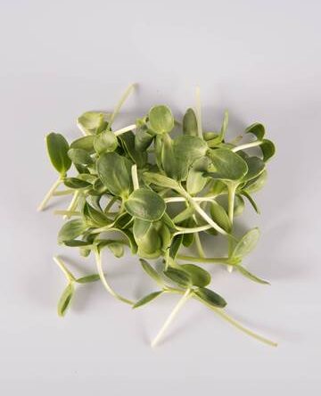 Micro Sunflower