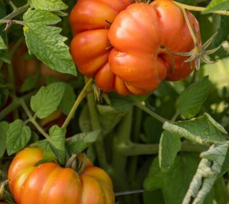 Tomatoes