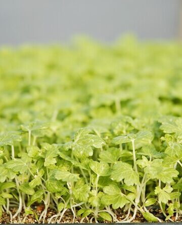 White Celery