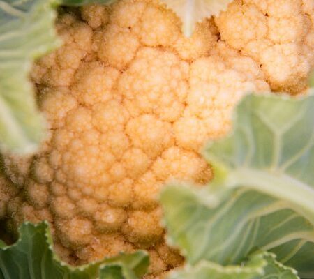 Cruciferous