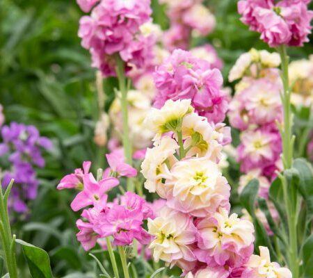 Edible Flowers