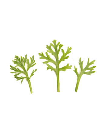 Moroccan Parsley