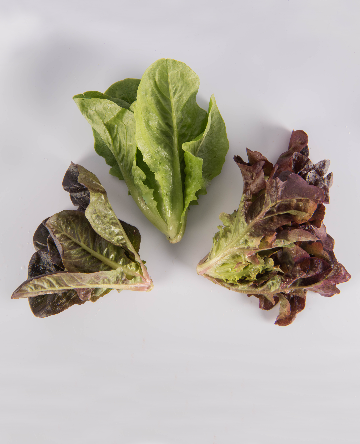 Mixed Lettuce