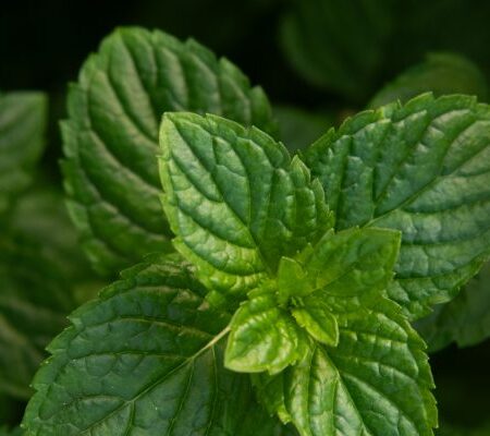 Herbs