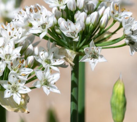 Alliums